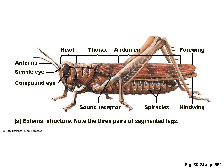 Head Thorax Abdomen Forewing Antenna Simple eye Compound eye Sound receptor Spiracles Hindwing (a)