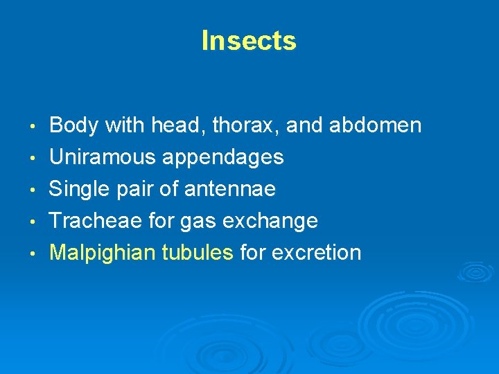 Insects • • • Body with head, thorax, and abdomen Uniramous appendages Single pair