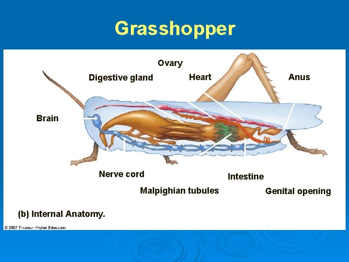 Grasshopper Ovary Digestive gland Heart Anus Brain Nerve cord Malpighian tubules (b) Internal Anatomy.