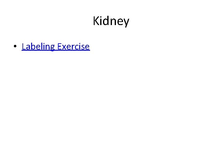 Kidney • Labeling Exercise 