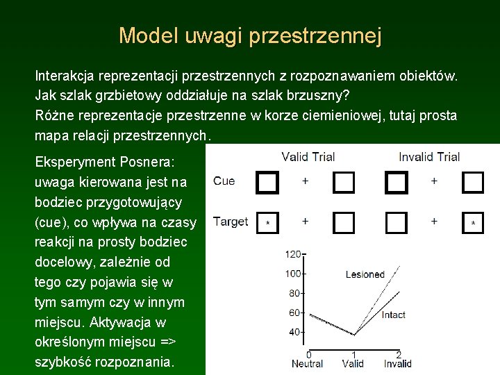 Model uwagi przestrzennej Interakcja reprezentacji przestrzennych z rozpoznawaniem obiektów. Jak szlak grzbietowy oddziałuje na