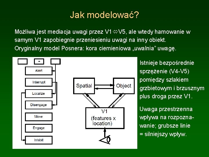 Jak modelować? Możliwa jest mediacja uwagi przez V 1 V 5, ale wtedy hamowanie