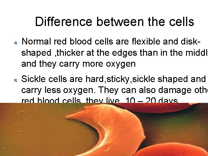 Difference between the cells Normal red blood cells are flexible and diskshaped , thicker