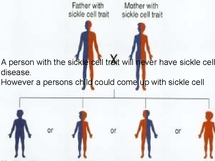 A person with the sickle cell trait will never have sickle cell disease. However