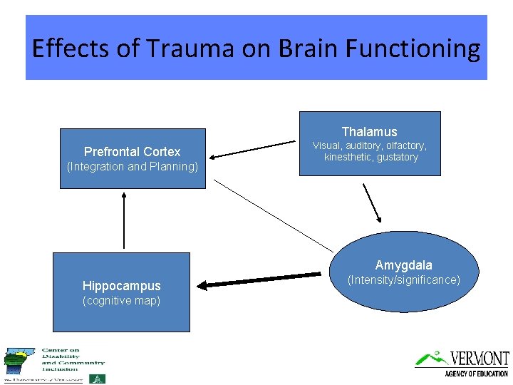 Effects of Trauma on Brain Functioning Thalamus Prefrontal Cortex (Integration and Planning) Visual, auditory,