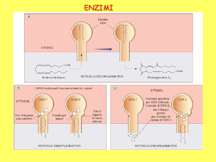 ENZIMI 