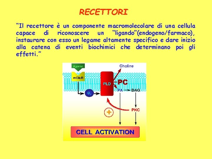 RECETTORI “Il recettore è un componente macromolecolare di una cellula capace di riconoscere un