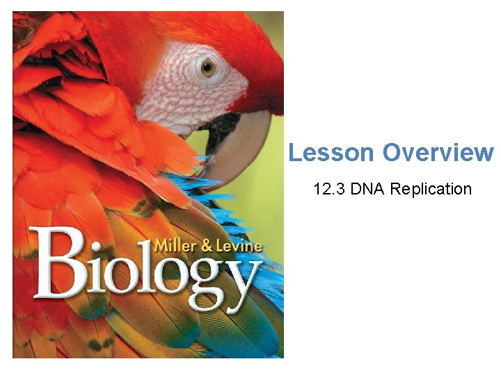Lesson Overview 12. 3 DNA Replication 