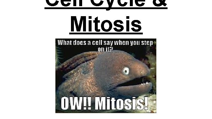Cell Cycle & Mitosis 