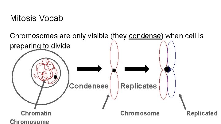 Mitosis Vocab Chromosomes are only visible (they condense) when cell is preparing to divide