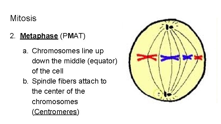 Mitosis 2. Metaphase (PMAT) a. Chromosomes line up down the middle (equator) of the