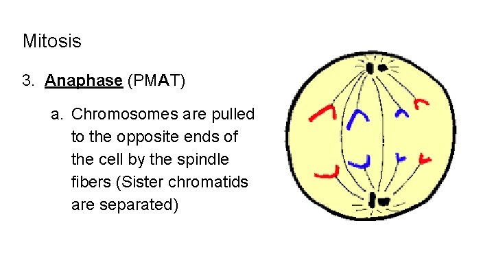 Mitosis 3. Anaphase (PMAT) a. Chromosomes are pulled to the opposite ends of the