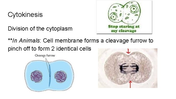 Cytokinesis Division of the cytoplasm **In Animals: Cell membrane forms a cleavage furrow to