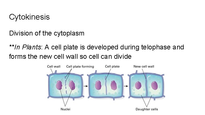 Cytokinesis Division of the cytoplasm **In Plants: A cell plate is developed during telophase