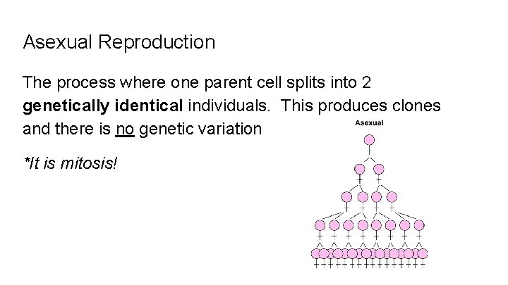 Asexual Reproduction The process where one parent cell splits into 2 genetically identical individuals.