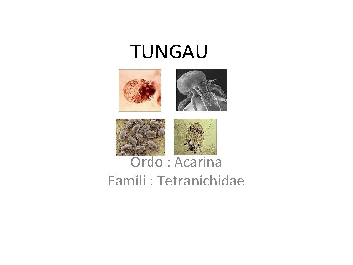 TUNGAU Ordo : Acarina Famili : Tetranichidae 