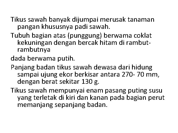 Tikus sawah banyak dijumpai merusak tanaman pangan khususnya padi sawah. Tubuh bagian atas (punggung)