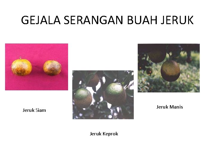 GEJALA SERANGAN BUAH JERUK Jeruk Manis Jeruk Siam Jeruk Keprok 