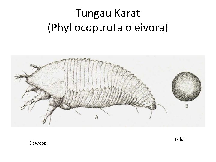 Tungau Karat (Phyllocoptruta oleivora) Dewasa Telur 