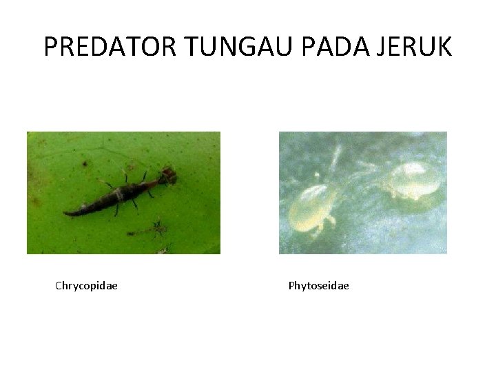 PREDATOR TUNGAU PADA JERUK Chrycopidae Phytoseidae 