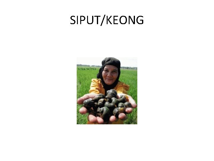 SIPUT/KEONG 