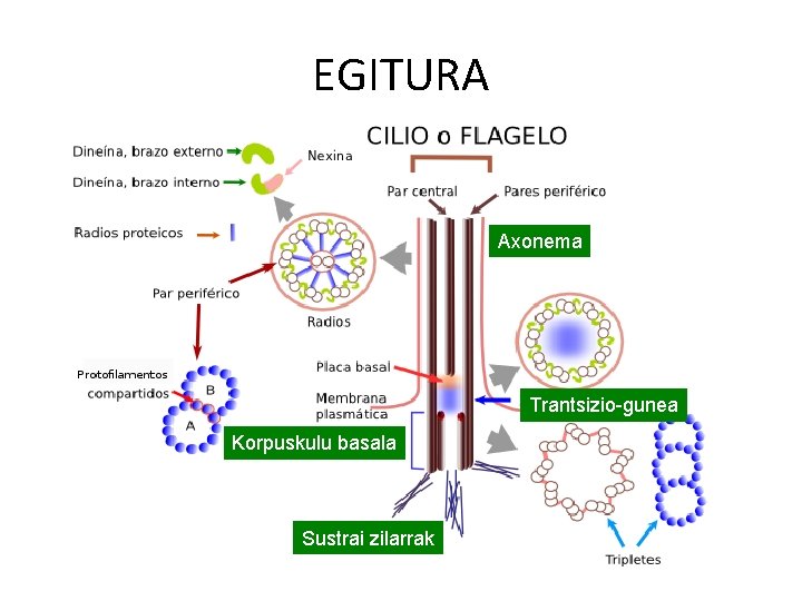EGITURA Axonema Trantsizio-gunea Korpuskulu basala Sustrai zilarrak 