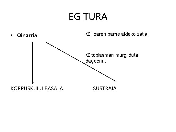 EGITURA • Oinarria: • Zilioaren barne aldeko zatia • Zitoplasman murgilduta dagoena. KORPUSKULU BASALA