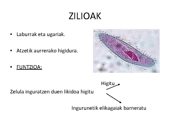 ZILIOAK • Laburrak eta ugariak. • Atzetik aurrerako higidura. • FUNTZIOA: Higitu Zelula inguratzen