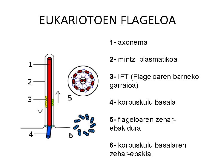 EUKARIOTOEN FLAGELOA 1 - axonema 2 - mintz plasmatikoa 3 - IFT (Flageloaren barneko