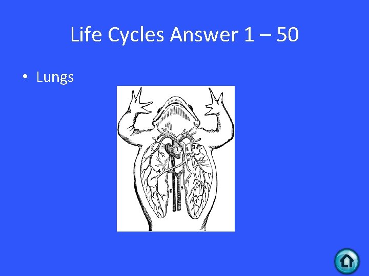 Life Cycles Answer 1 – 50 • Lungs 