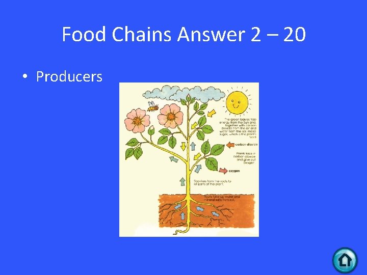 Food Chains Answer 2 – 20 • Producers 