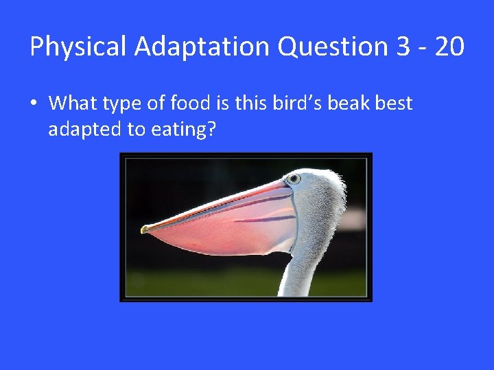 Physical Adaptation Question 3 - 20 • What type of food is this bird’s