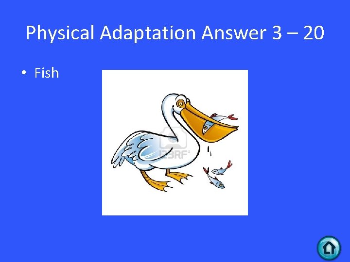 Physical Adaptation Answer 3 – 20 • Fish 