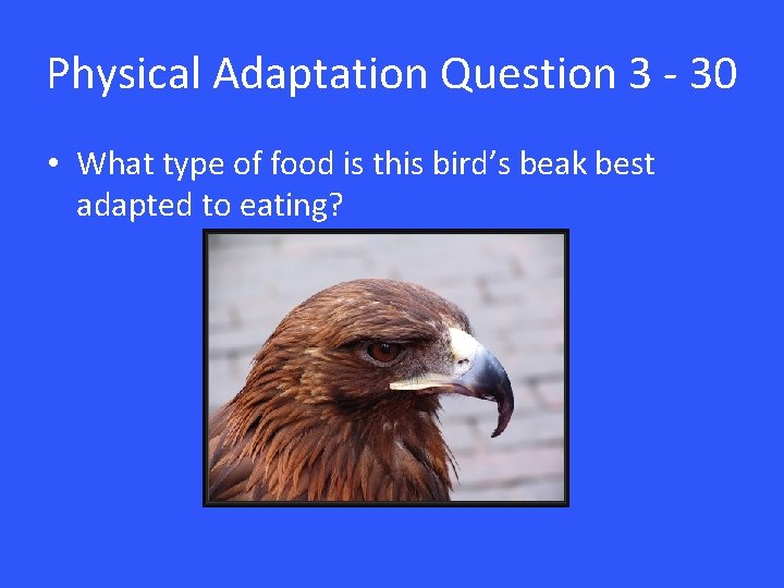 Physical Adaptation Question 3 - 30 • What type of food is this bird’s