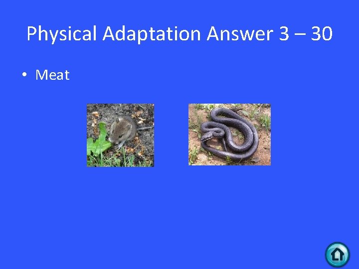 Physical Adaptation Answer 3 – 30 • Meat 