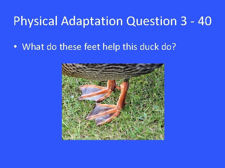 Physical Adaptation Question 3 - 40 • What do these feet help this duck