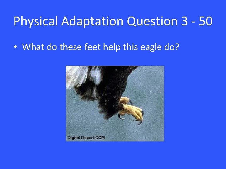 Physical Adaptation Question 3 - 50 • What do these feet help this eagle