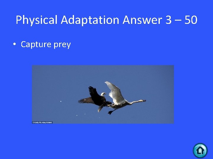 Physical Adaptation Answer 3 – 50 • Capture prey 