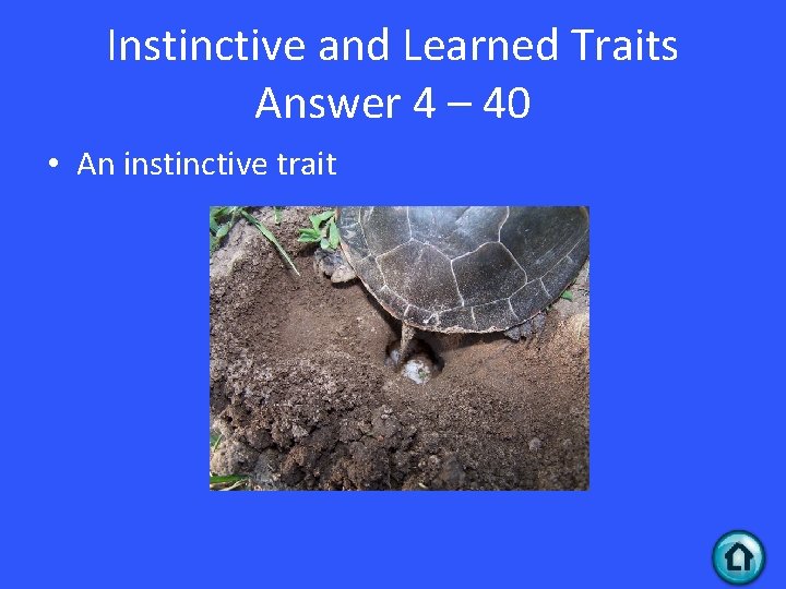 Instinctive and Learned Traits Answer 4 – 40 • An instinctive trait 