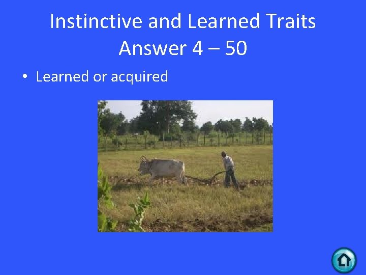 Instinctive and Learned Traits Answer 4 – 50 • Learned or acquired 
