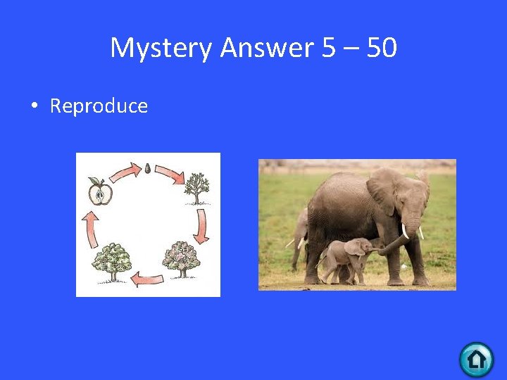 Mystery Answer 5 – 50 • Reproduce 