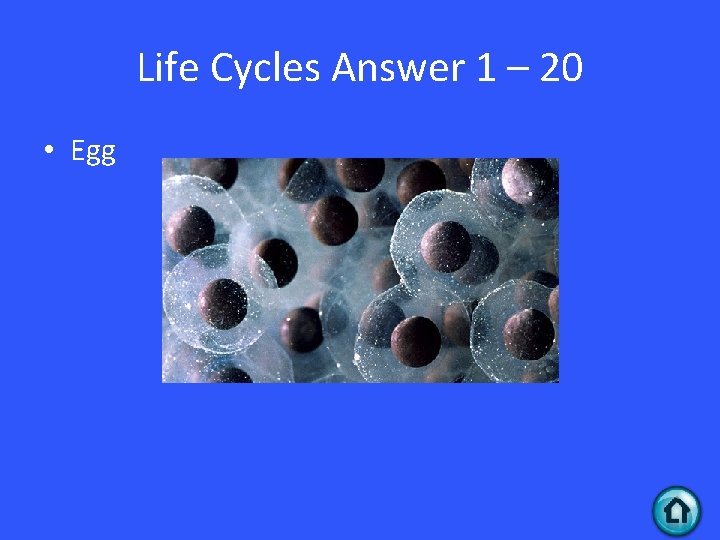 Life Cycles Answer 1 – 20 • Egg 