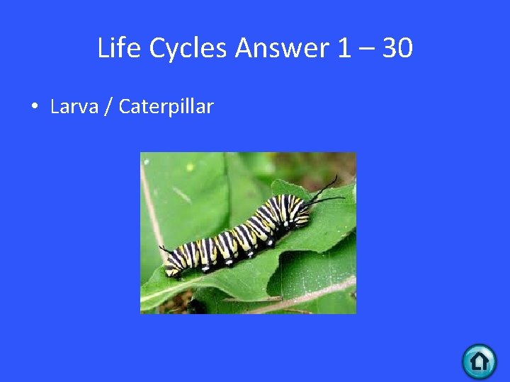 Life Cycles Answer 1 – 30 • Larva / Caterpillar 