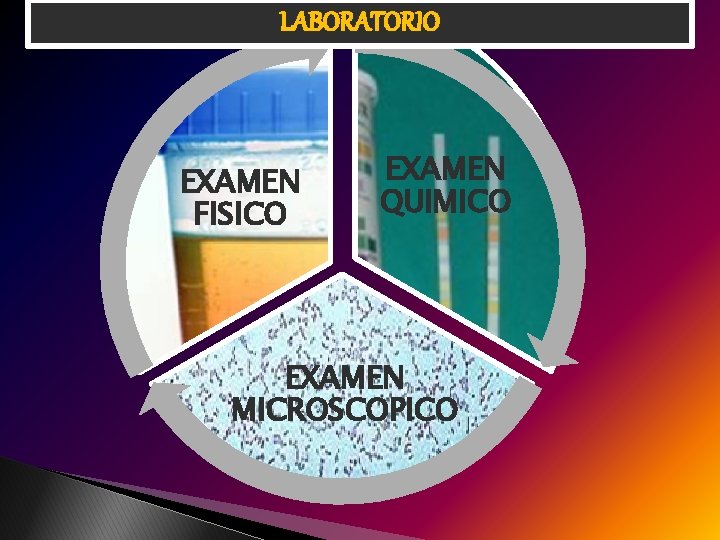 LABORATORIO EXAMEN FISICO EXAMEN QUIMICO EXAMEN MICROSCOPICO 