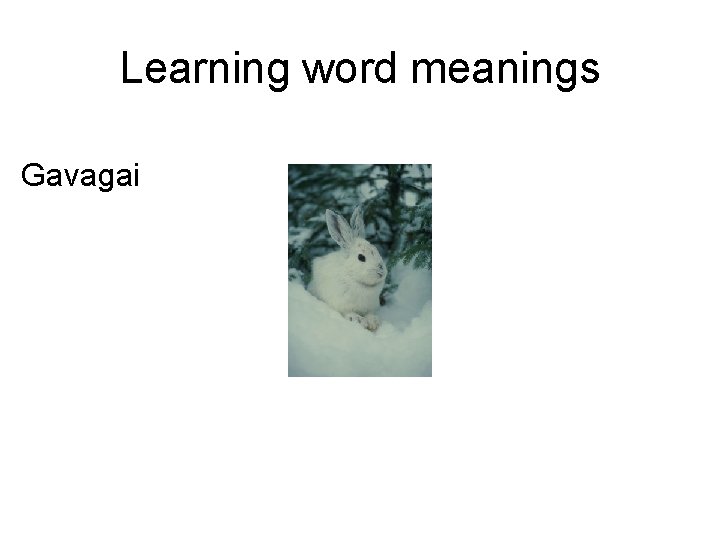 Learning word meanings Gavagai 