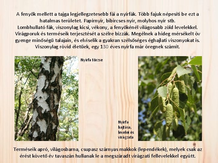 A fenyők mellett a tajga legjellegzetesebb fái a nyírfák. Több fajuk népesíti be ezt