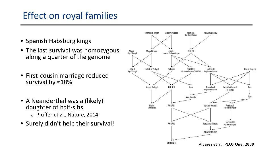 Effect on royal families • Spanish Habsburg kings • The last survival was homozygous Effect on royal families • Spanish Habsburg kings • The last survival was homozygous