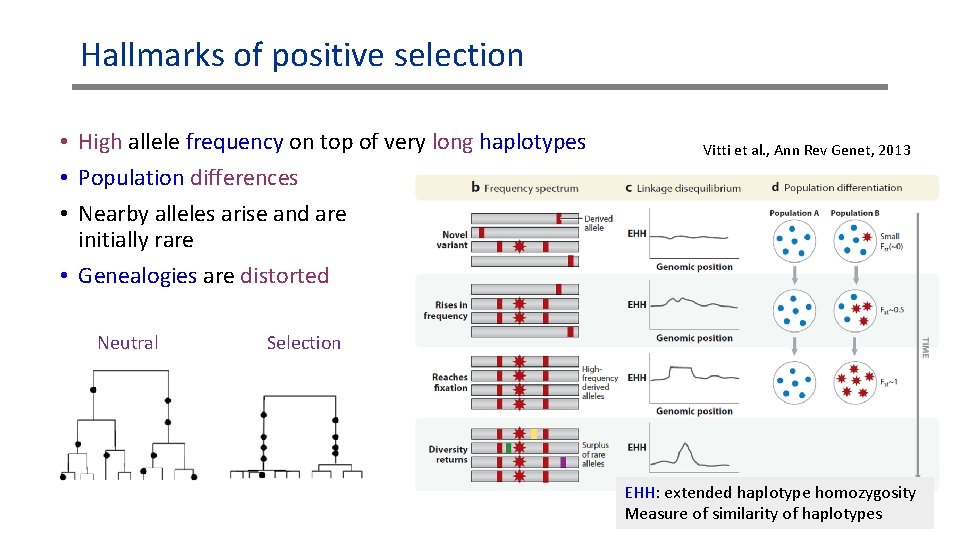 Hallmarks of positive selection • High allele frequency on top of very long haplotypes Hallmarks of positive selection • High allele frequency on top of very long haplotypes