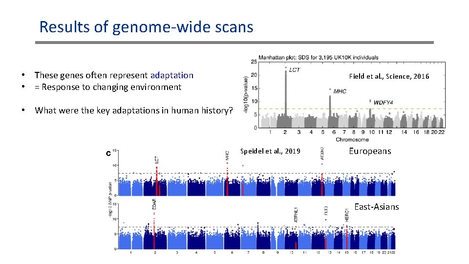Results of genome-wide scans • These genes often represent adaptation • = Response to Results of genome-wide scans • These genes often represent adaptation • = Response to