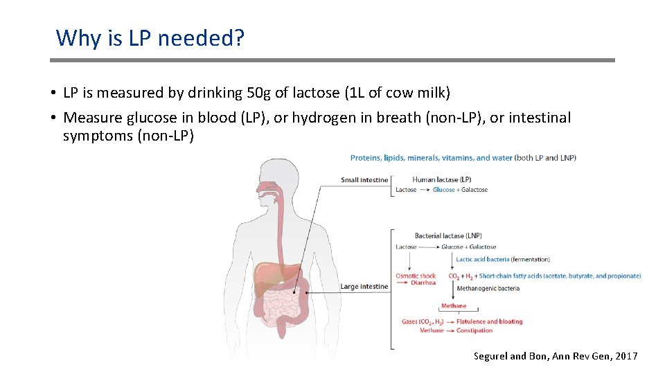 Why is LP needed? • LP is measured by drinking 50 g of lactose Why is LP needed? • LP is measured by drinking 50 g of lactose